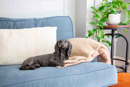 Dachshund Urn - Long Haired - Sparks Charms